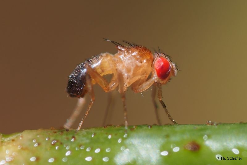 Drorophila melanogaster "Ameise"