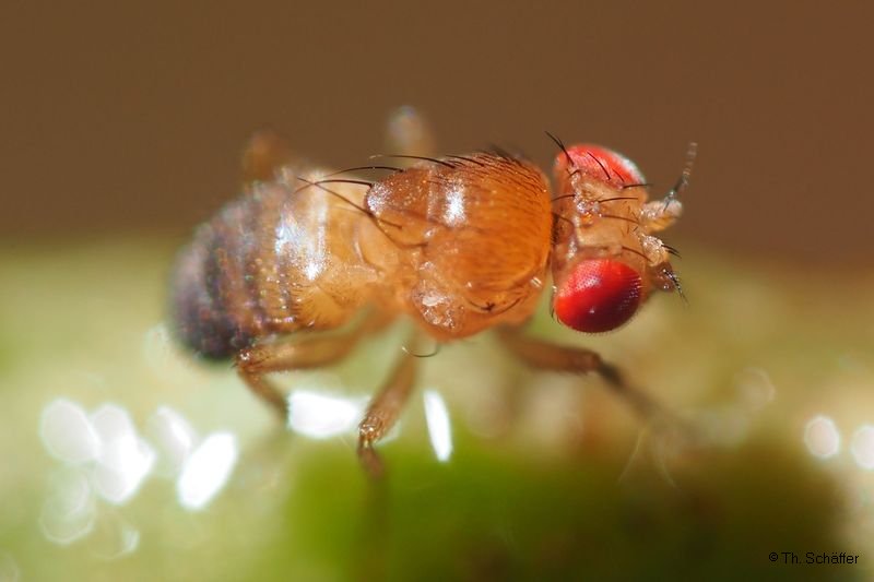 Drosophila melanogaster "Ameise"