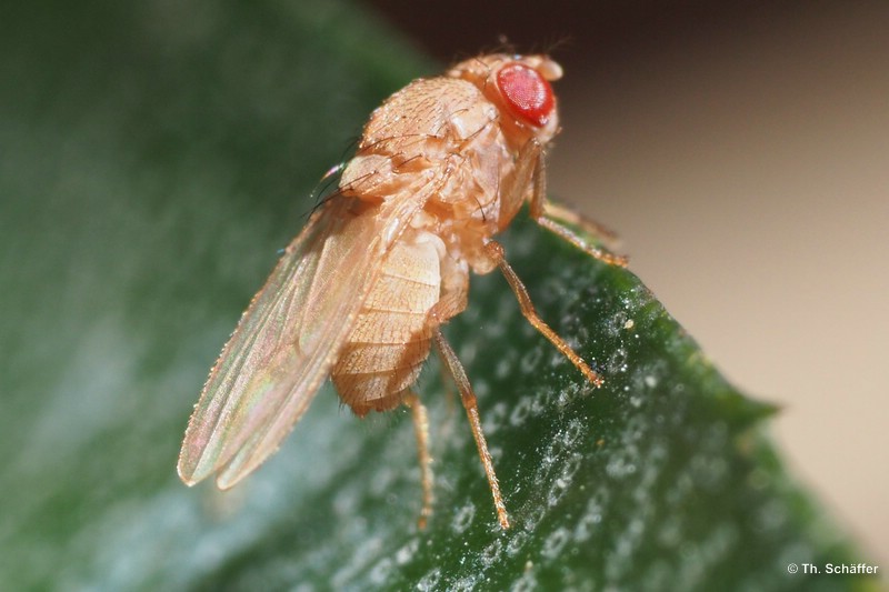 Drosophila hydei "blond"