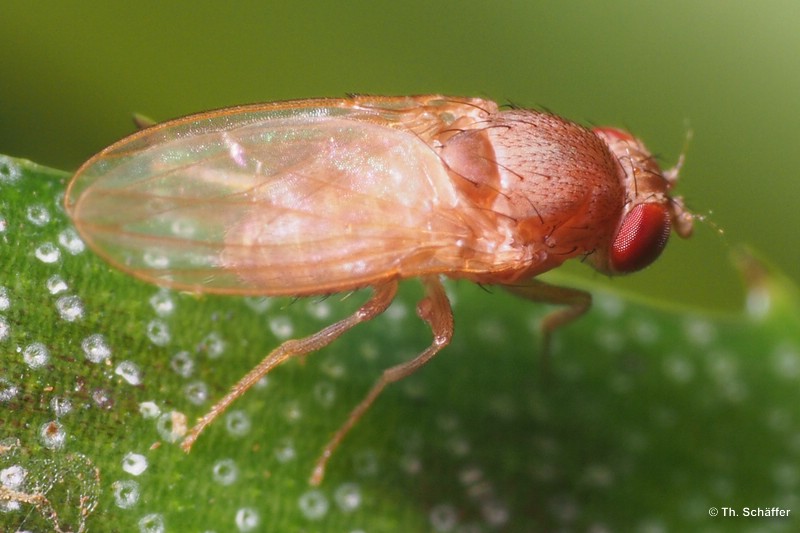 Drosophila hydei, blond