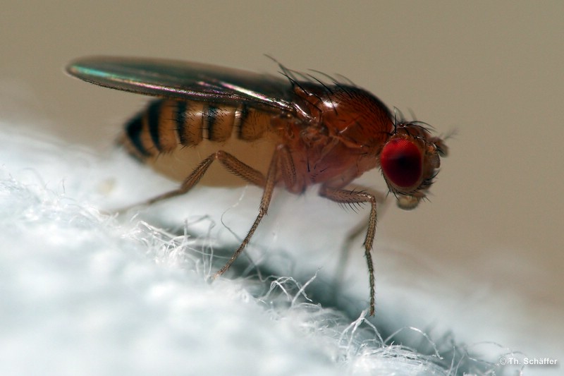 Drosophila melanogaster, Wildform