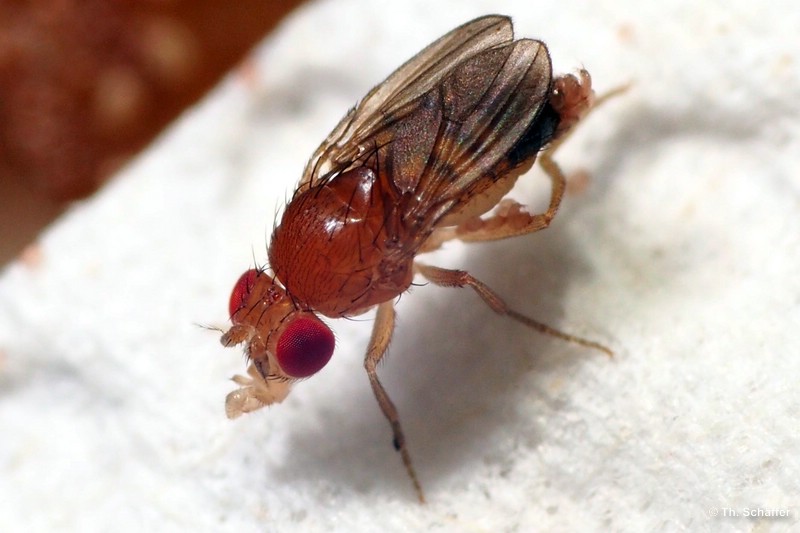 Drosophila melanogaster "Turkish Glider"