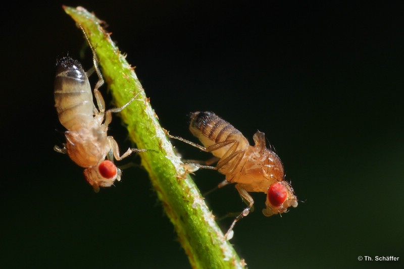 Drosophila melanogaster, stummelfl�gelig