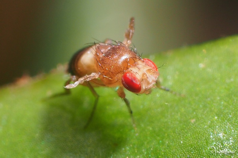 Drosophila melanogaster, stummelfl�gelig