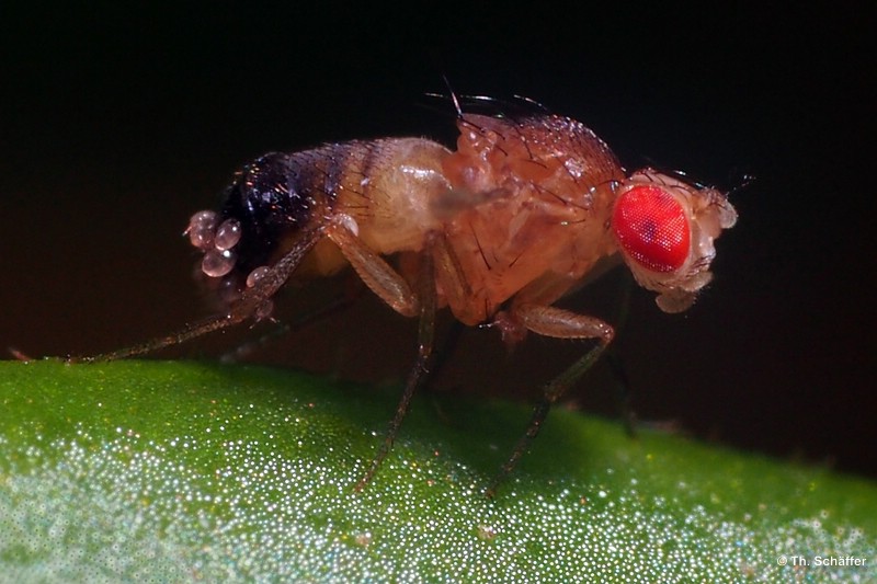 Drosophila melanogaster, stummelfl�glig