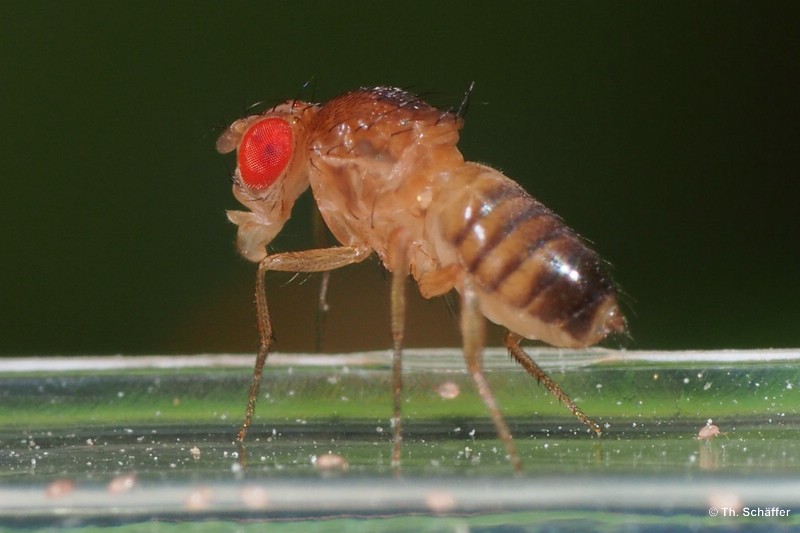 Drosophila melanogaster, stummelfl�gelig