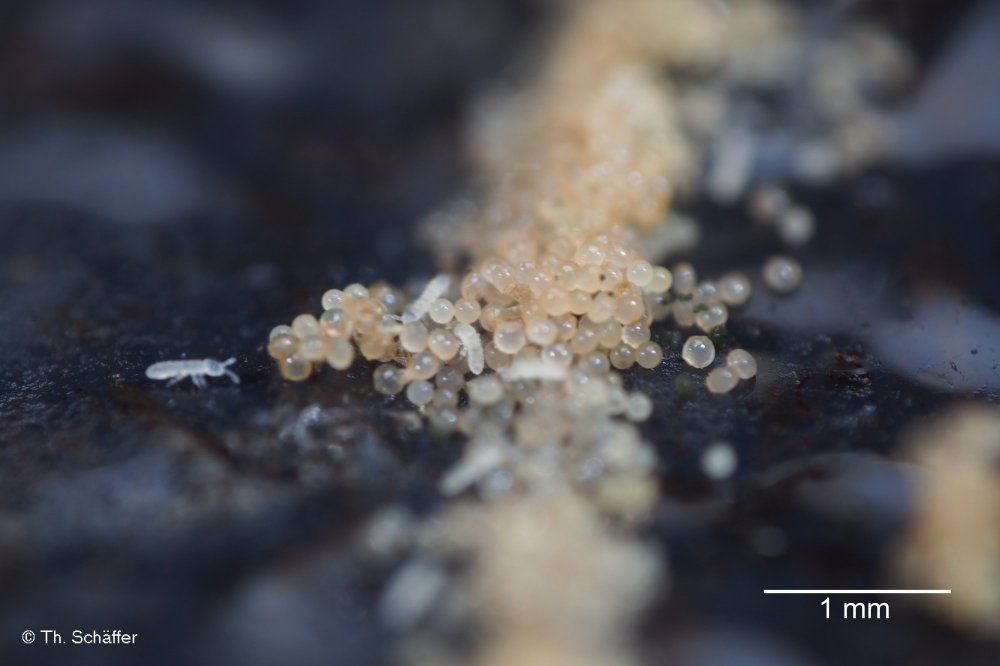 Folsomia candida Eier Jungtiere