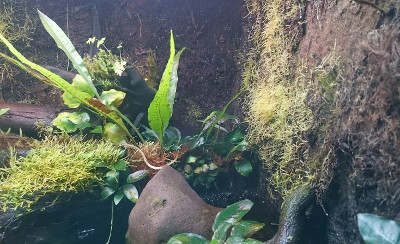 Ceresit Aquaterrarium