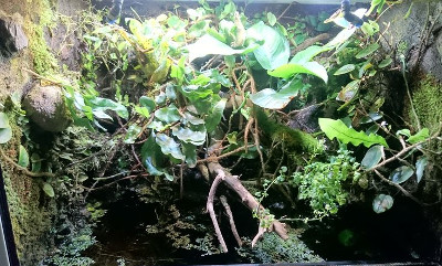Ceresit Paludarium