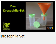 Video Drosophila Set