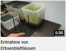 Entnahme Blattl�use