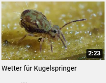 Kugelspringer