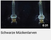 Mueckenlarven