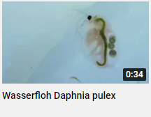 Wasserfloh