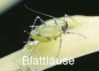Blattlauszucht