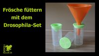 Video Drosophila Set